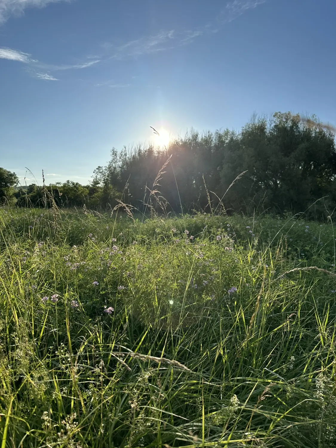 Ferienwohnung Schütz - Grüne Felder 