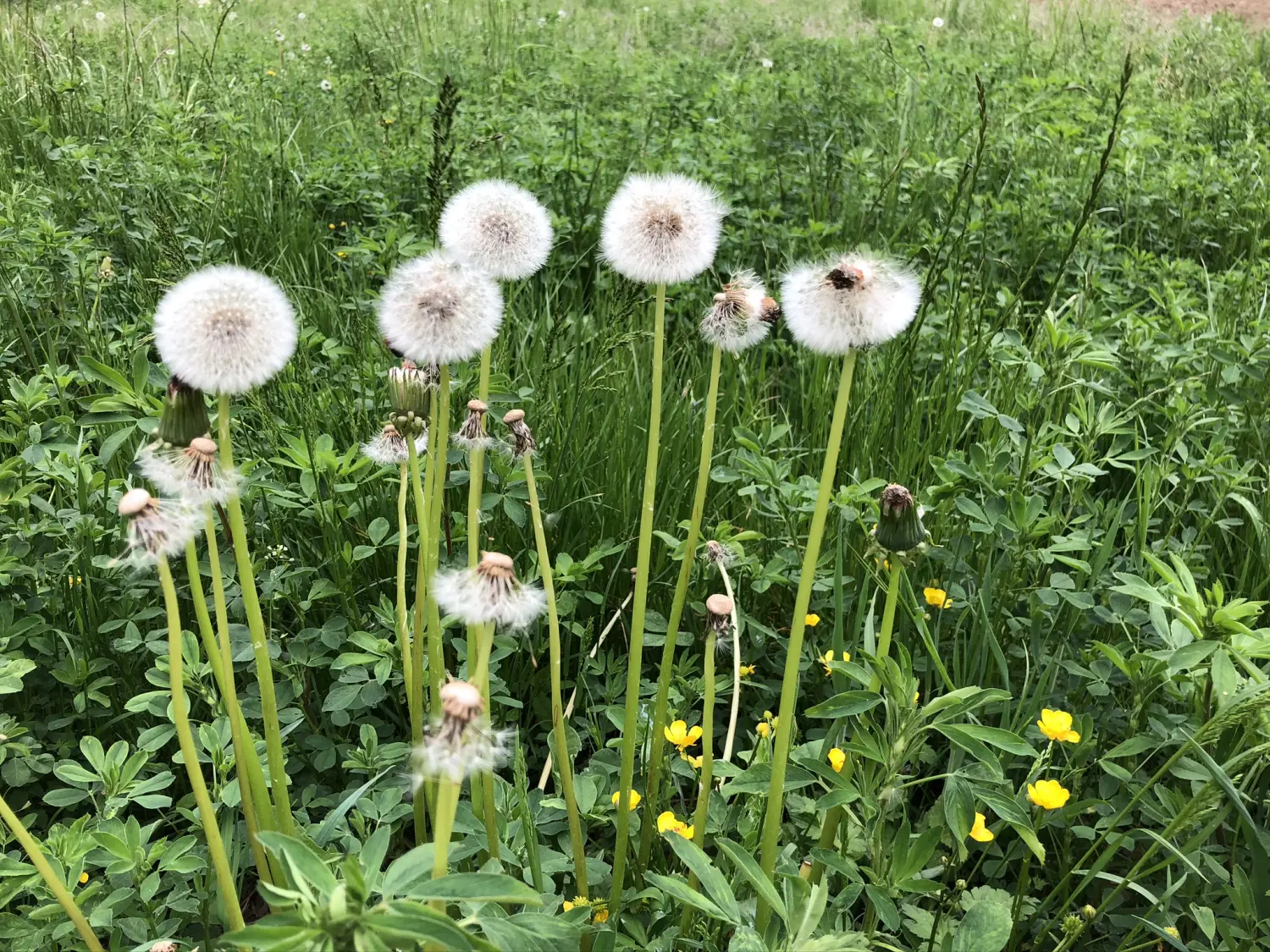Ferienwohnung Schütz - Grüne Felder 