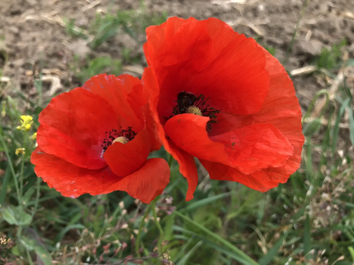 Ferienwohnung Schütz - Grüne Felder mit roten Blumen