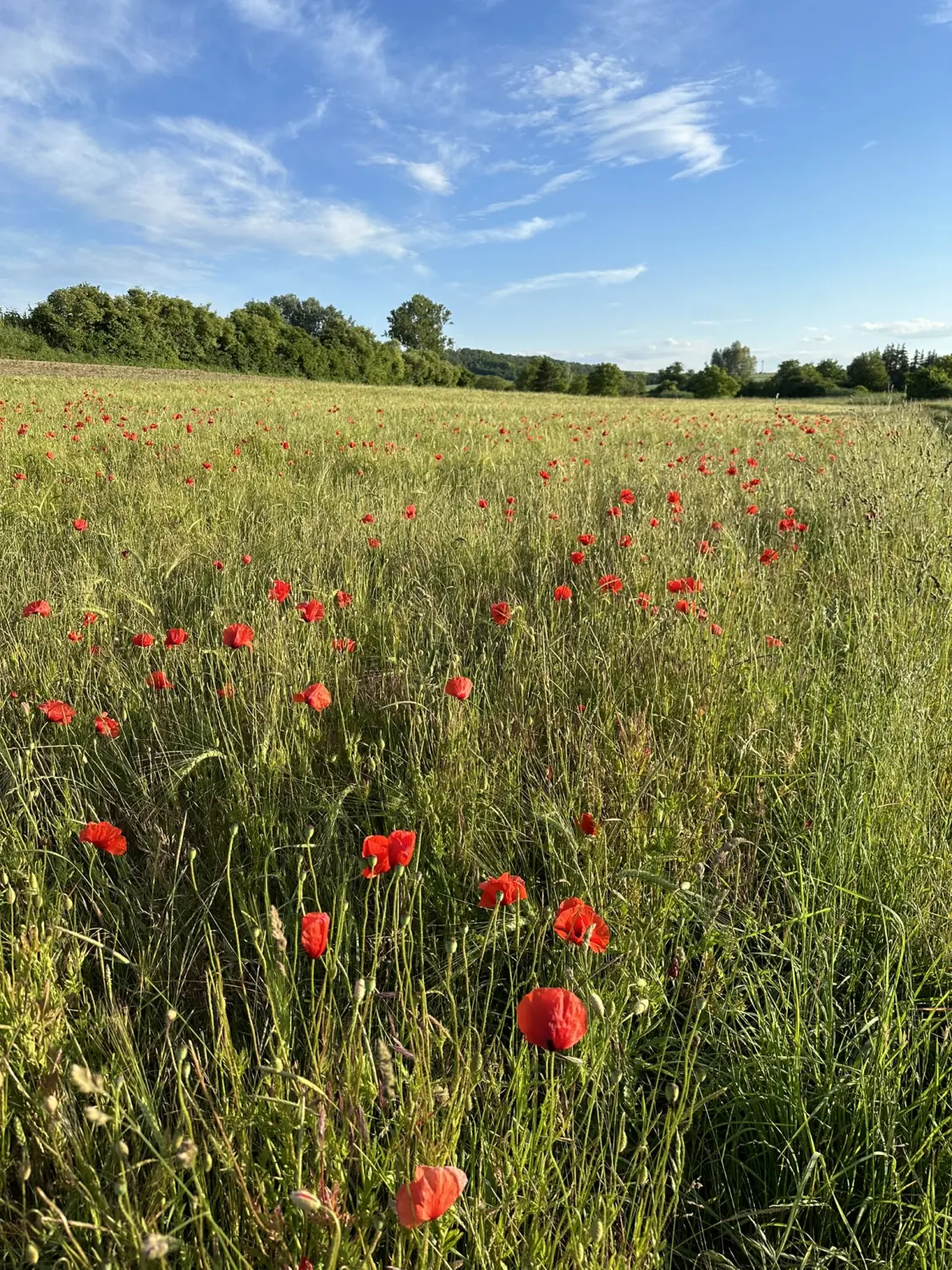 Ferienwohnung Schütz - Grüne Felder mit roten Blumen