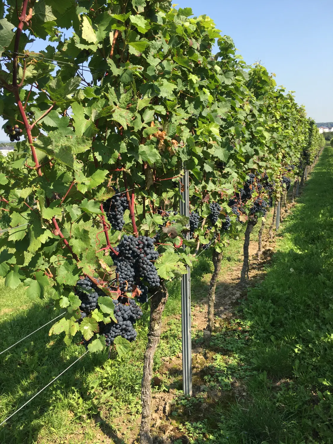 Ferienwohnung Schütz - Bierfelder mit vielen Bierpflanzen