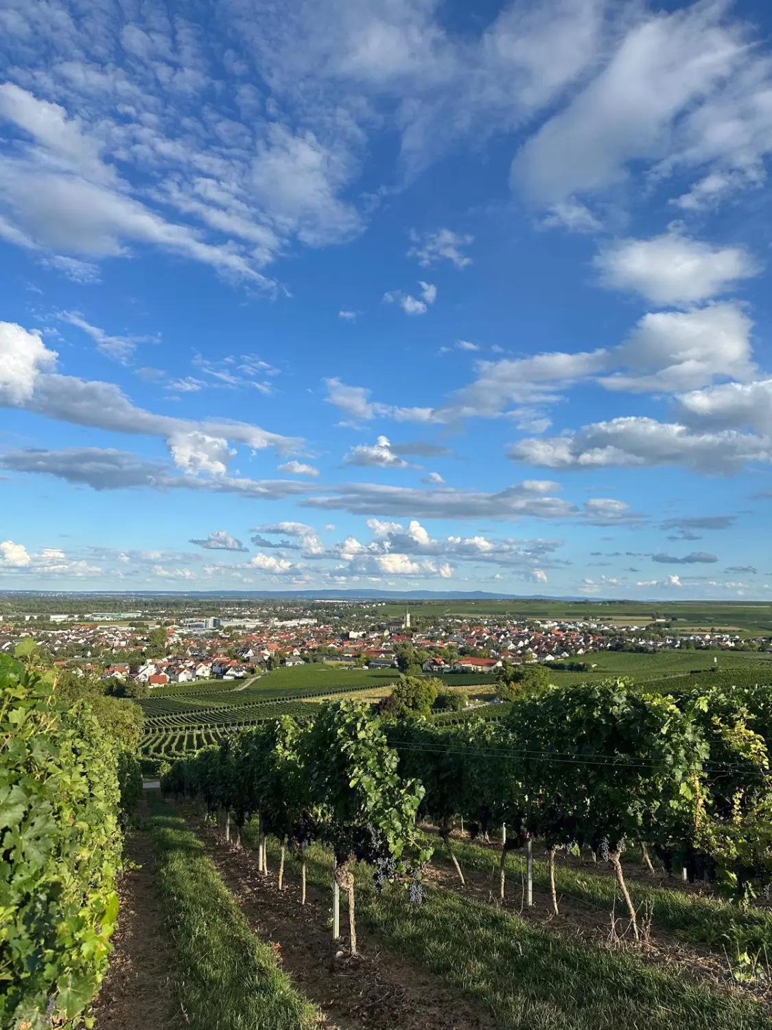 Ferienwohnung Schütz - Bierfelder mit vielen Bierpflanzen / vine fields with many grape plants