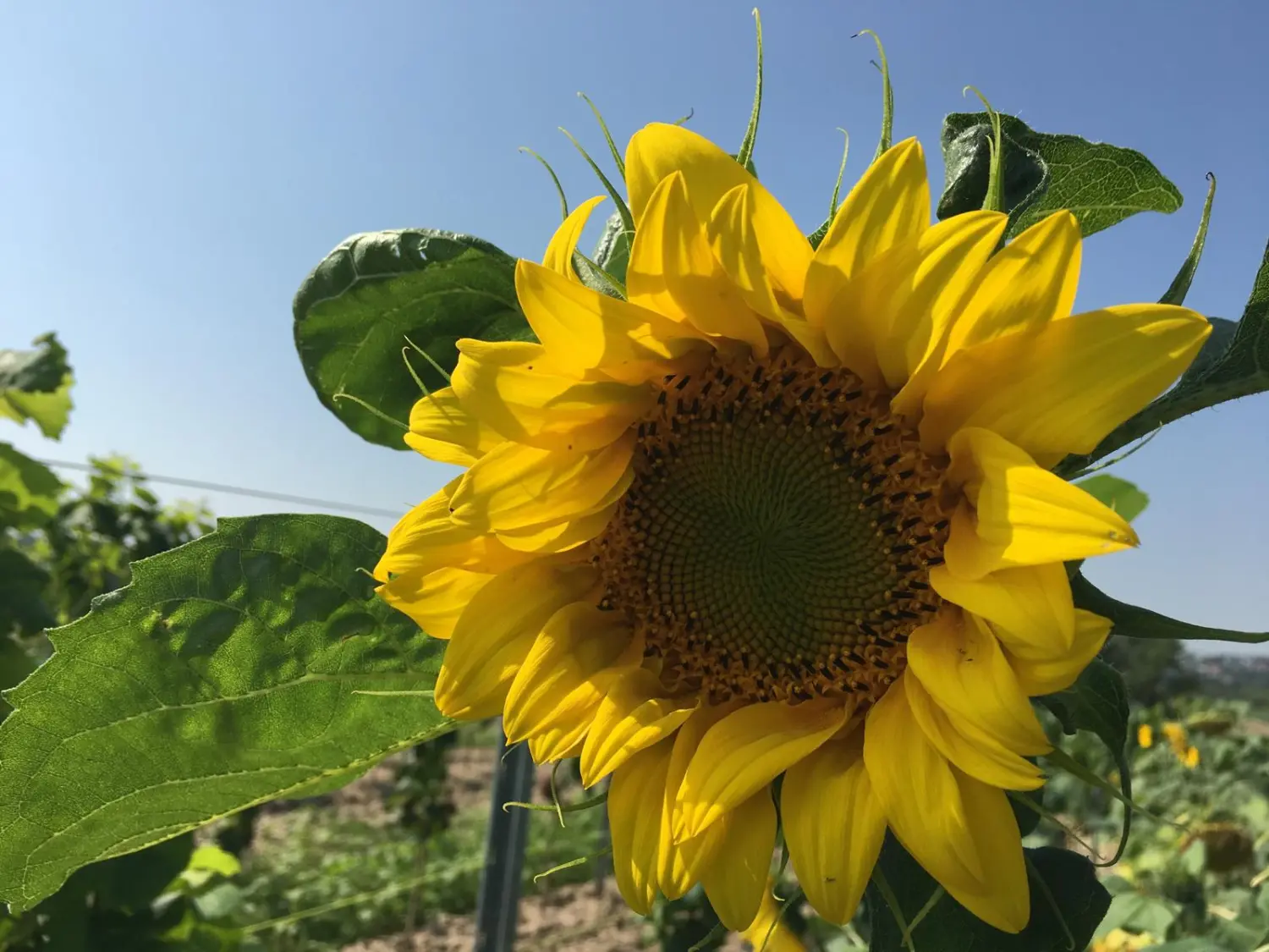 Ferienwohnung Schütz -  Sonnenblume auf dem Feld / Sunflower in the field