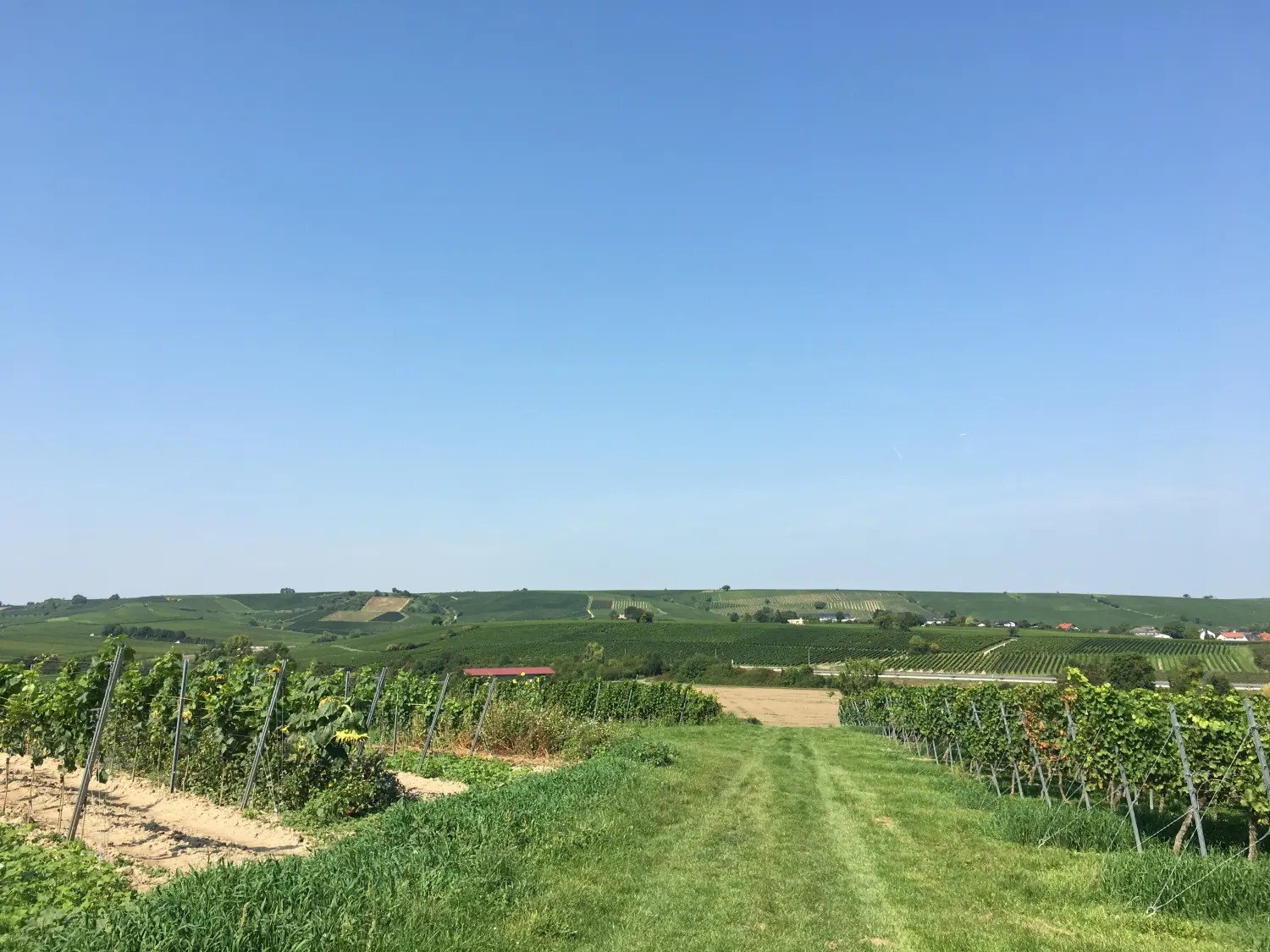 Ferienwohnung Schütz - Bierfelder mit vielen Bierpflanzen/ Vine fields with many beer plants