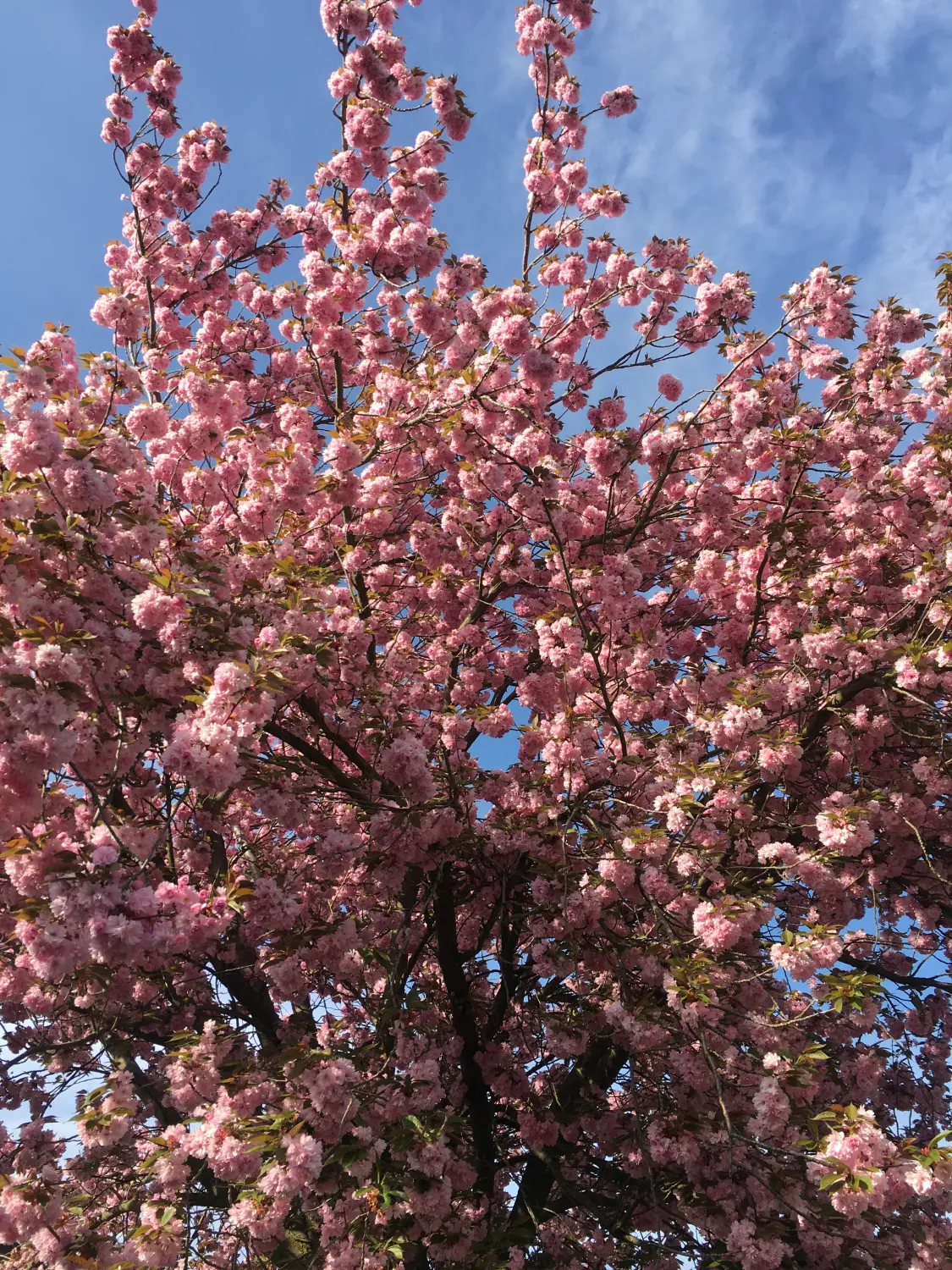 Ferienwohnung Schütz - flowers
