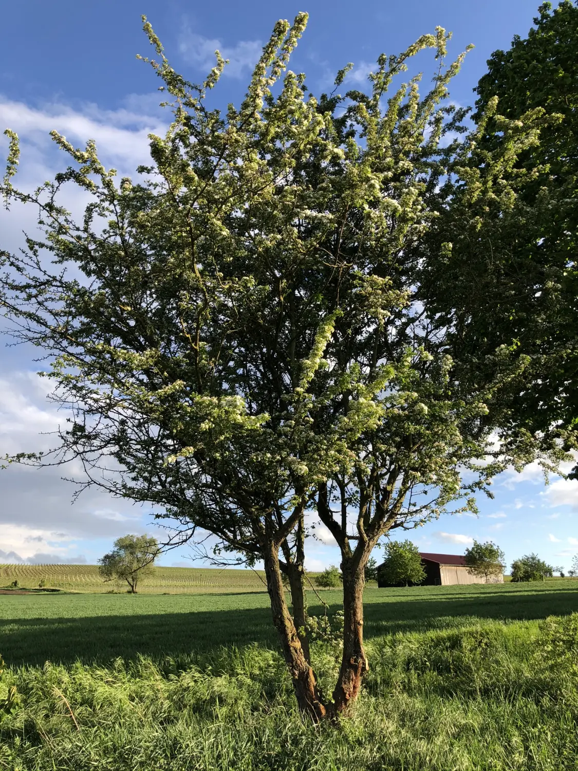 Ferienwohnung Schütz - Grüne Felder