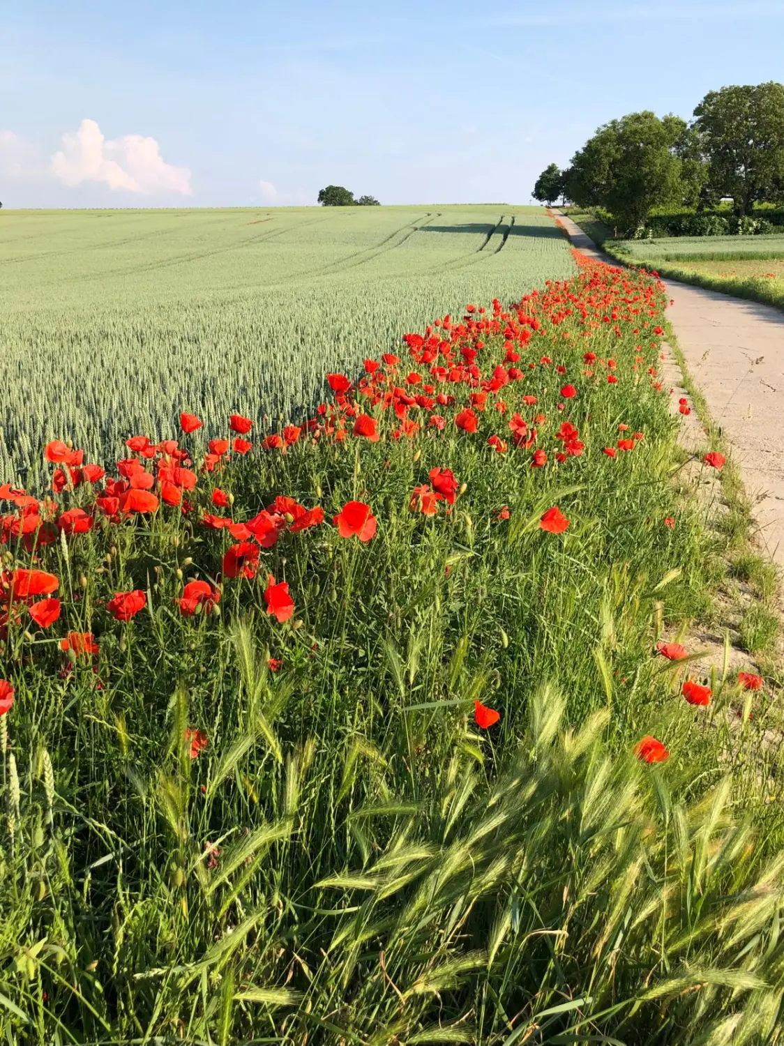 Ferienwohnung Schütz - grünes Feld voller wunderschöner roter Blumen / green field full of beautiful red flowers