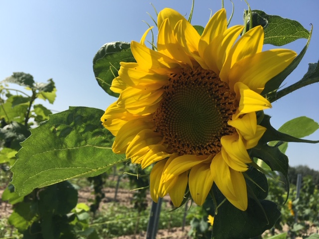 Eine Sonnenblume in der Nähe der Ferienwohnung in Bodenheim